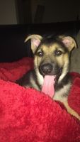 German Shepherd Puppies for sale in Wayne County, MI, USA. price: $400