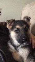 German Shepherd Puppies for sale in Wayne County, MI, USA. price: $540