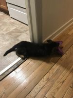 German Shepherd Puppies for sale in Norfolk, VA 23505, USA. price: $900