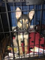 German Shepherd Puppies for sale in Dearborn, MI, USA. price: $500
