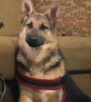 German Shepherd Puppies for sale in Detroit, MI, USA. price: $600
