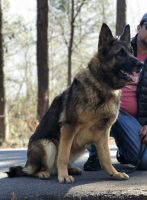 German Shepherd Puppies for sale in Alpharetta, GA, USA. price: $800