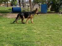 German Shepherd Puppies for sale in Phoenix, AZ 85041, USA. price: $900