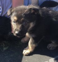 German Shepherd Puppies for sale in Birmingham, AL, USA. price: NA