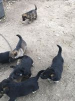 German Shepherd Puppies for sale in Augusta, GA, USA. price: $350