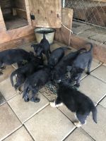 German Shepherd Puppies for sale in Tuskegee, AL, USA. price: $500