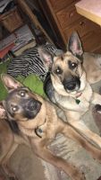 German Shepherd Puppies for sale in Cleveland, OH, USA. price: $500