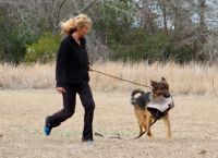 German Shepherd Puppies for sale in Manning, SC 29102, USA. price: $800