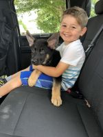 German Shepherd Puppies for sale in Dearborn, MI, USA. price: $600