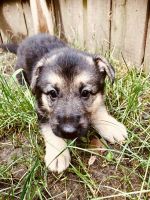 German Shepherd Puppies for sale in Brooklyn Center, MN, USA. price: $1,000