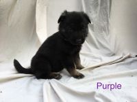 German Shepherd Puppies for sale in Winchester, KY 40391, USA. price: $250