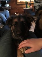 German Shepherd Puppies for sale in Stillwater, MN 55082, USA. price: $900
