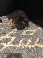 German Shepherd Puppies for sale in Waterford Twp, MI, USA. price: $1,500