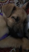 German Shepherd Puppies for sale in Howell, MI, USA. price: $350
