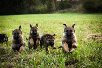 German Shepherd Puppies for sale in Athens, GA, USA. price: $900