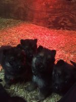 German Shepherd Puppies for sale in Hillsboro, OH 45133, USA. price: $500