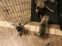 German Shepherd Puppies for sale in Cumming, GA, USA. price: $375