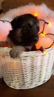 German Shepherd Puppies for sale in Alba, MI 49611, USA. price: $800