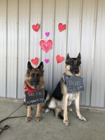 German Shepherd Puppies for sale in Troy, OH 45373, USA. price: $750