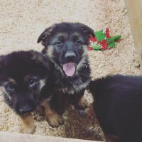 German Shepherd Puppies for sale in Cedar Springs, MI 49319, USA. price: $1,200