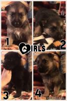German Shepherd Puppies for sale in Frenchburg, KY, USA. price: $500
