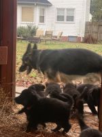 German Shepherd Puppies for sale in Norfolk, VA, USA. price: $950