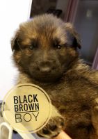 German Shepherd Puppies for sale in Columbus, OH, USA. price: $600