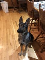 German Shepherd Puppies for sale in West Union, OH 45693, USA. price: $800