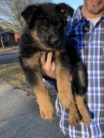 German Shepherd Puppies for sale in Moore, SC 29369, USA. price: $1,000