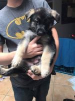 German Shepherd Puppies for sale in Atlanta, GA, USA. price: $300