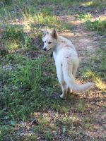 German Shepherd Puppies for sale in Catlettsburg, KY 41129, USA. price: $600