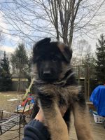 German Shepherd Puppies for sale in Waterford Twp, MI, USA. price: $1,700