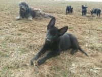 German Shepherd Puppies for sale in Winchester, OH 45697, USA. price: $350