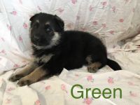 German Shepherd Puppies for sale in Winchester, KY 40391, USA. price: $250