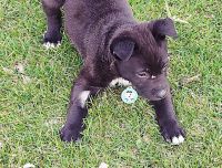 German Shepherd Puppies for sale in Hopkins, MN, USA. price: $700
