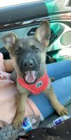 German Shepherd Puppies for sale in Huntsville, AL, USA. price: $900