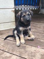 German Shepherd Puppies for sale in Alexandria, VA, USA. price: $200