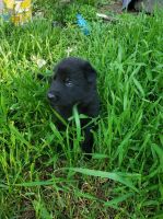German Shepherd Puppies for sale in South St Paul, MN, USA. price: $600