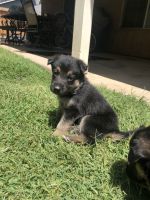 GSD Puppies available after July 1st.