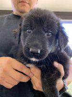 German Shepherd Puppies for sale in Sun City, AZ, USA. price: $400