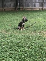 German Shepherd Puppies for sale in Fredericksburg, VA 22405, USA. price: $400