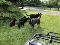 German Shepherd Puppies for sale in Lapeer, MI 48446, USA. price: $650