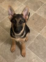German Shepherd Puppies for sale in Taylor, MI 48180, USA. price: $800