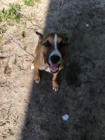 German Shepherd Puppies for sale in Guyton, GA 31312, USA. price: $700