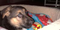 German Shepherd Puppies for sale in Lynbrook, NY 11563, USA. price: $1,500