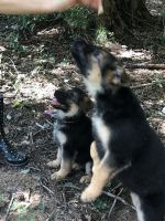 German Shepherd Puppies for sale in Monroe, GA, USA. price: $1,000
