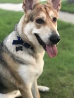 German Shepherd Puppies for sale in Port Huron, MI 48060, USA. price: NA