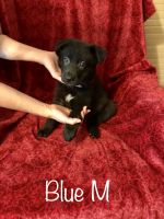 German Shepherd Puppies for sale in Easley, SC, USA. price: $400
