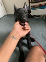 German Shepherd Puppies for sale in Orlando, FL 32837, USA. price: $700