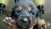 German Shepherd Puppies for sale in Zanesville, OH 43701, USA. price: $400